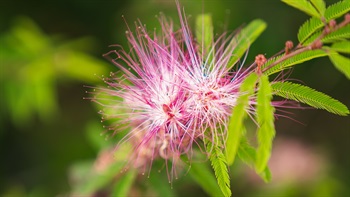 <i>Calliandra brevipes</i>